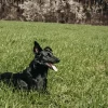 Hund auf der Wiese